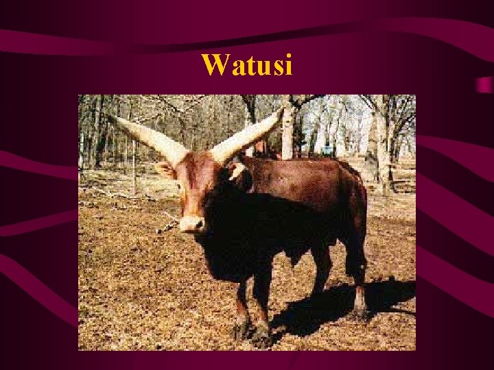 Watusi 