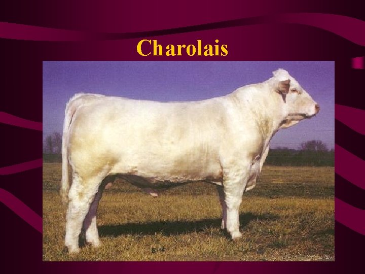 Charolais 