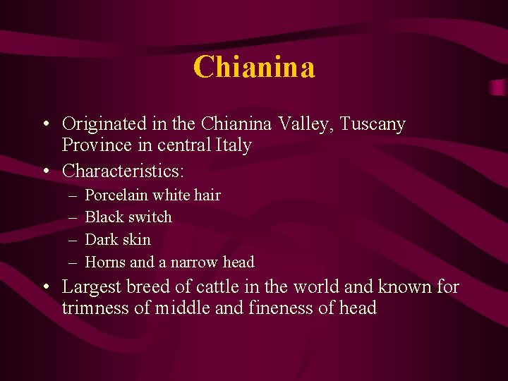 Chianina • Originated in the Chianina Valley, Tuscany Province in central Italy • Characteristics: