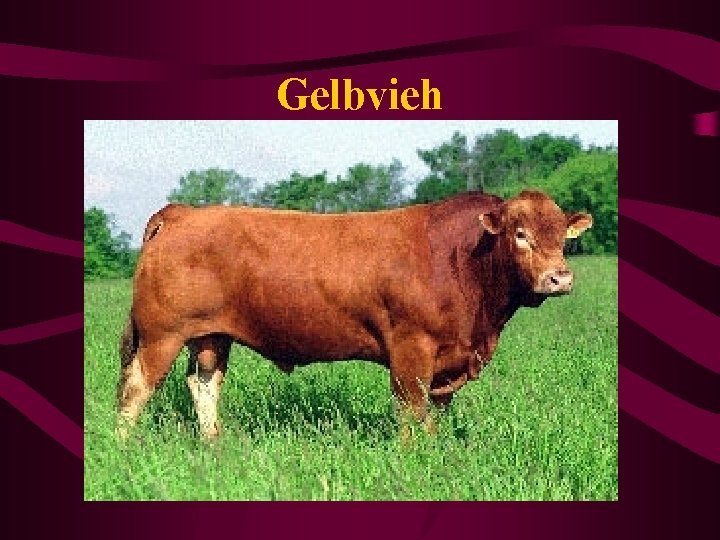 Gelbvieh 