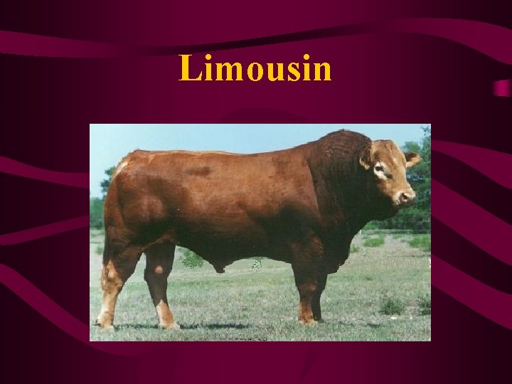 Limousin 