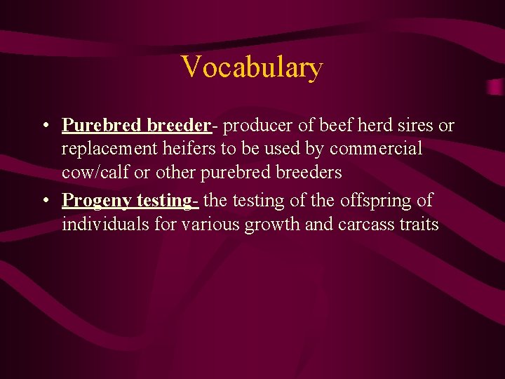 Vocabulary • Purebred breeder- producer of beef herd sires or replacement heifers to be