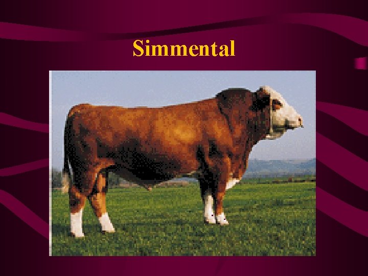 Simmental 