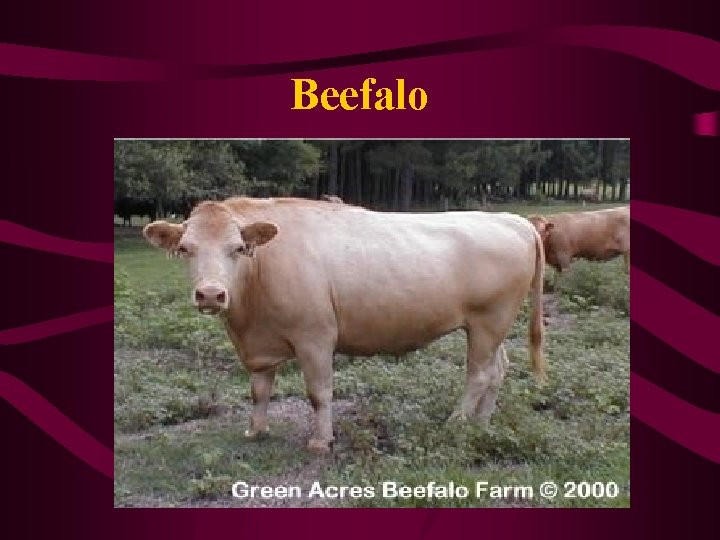 Beefalo 