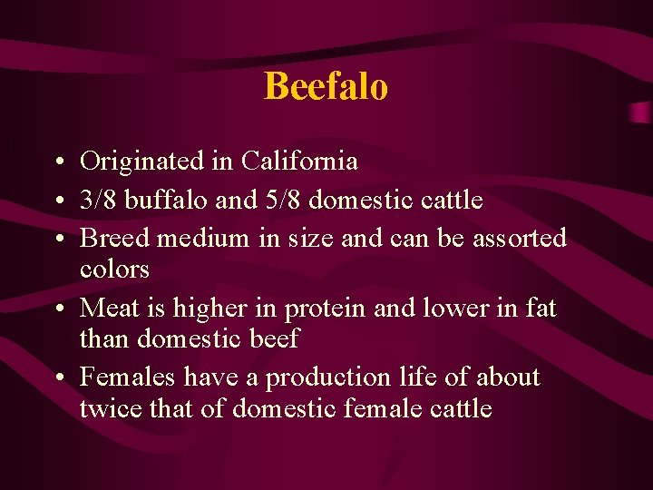 Beefalo • Originated in California • 3/8 buffalo and 5/8 domestic cattle • Breed