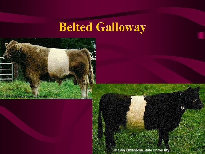 Belted Galloway 