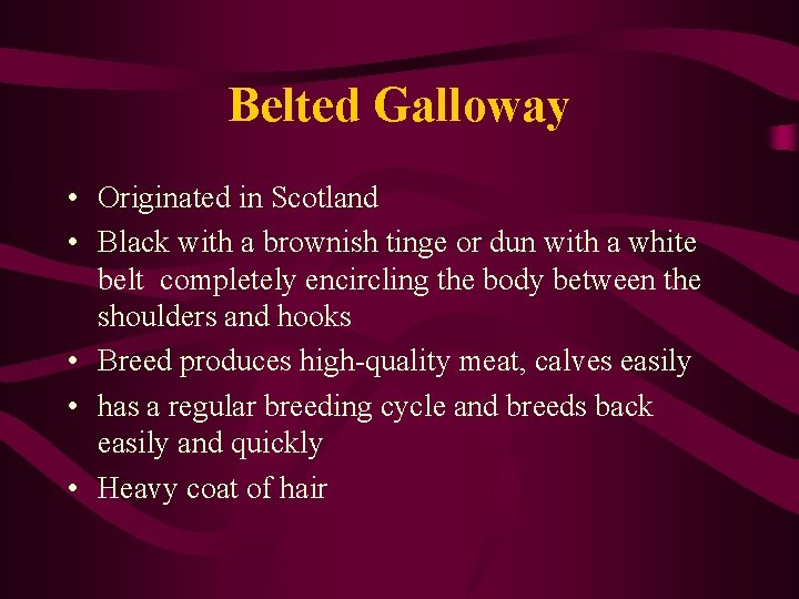 Belted Galloway • Originated in Scotland • Black with a brownish tinge or dun