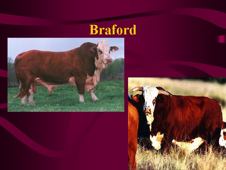 Braford 