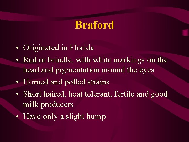 Braford • Originated in Florida • Red or brindle, with white markings on the