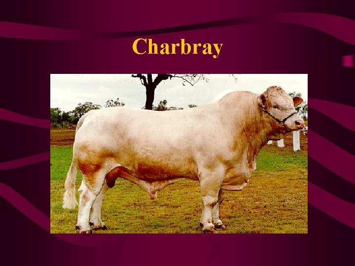 Charbray 