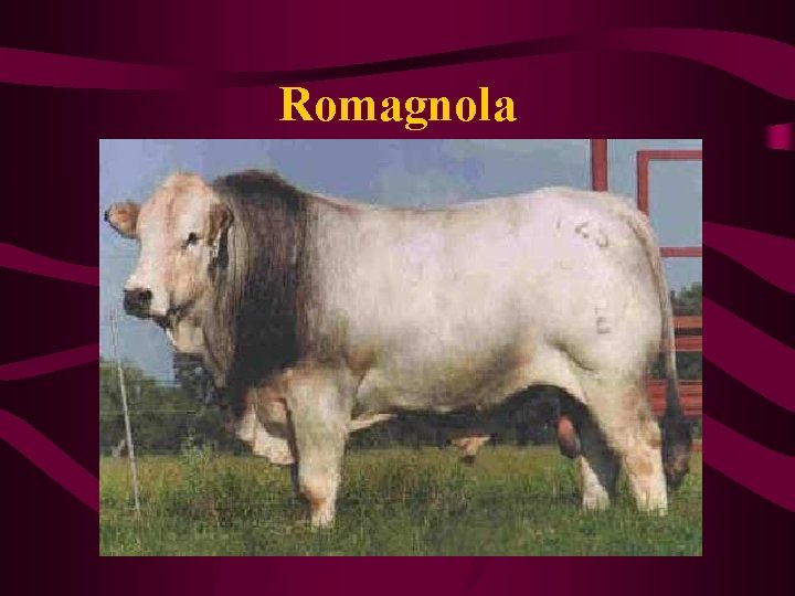 Romagnola 