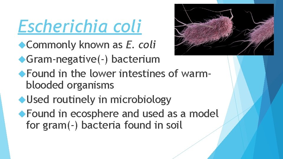 Escherichia coli Commonly known as E. coli Gram-negative(-) bacterium Found in the lower intestines