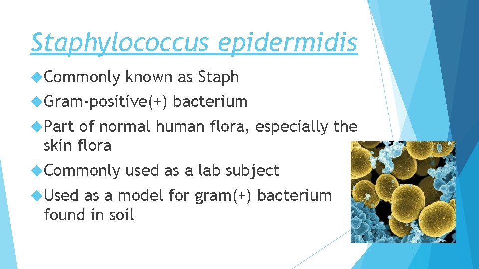 Staphylococcus epidermidis Commonly known as Staph Gram-positive(+) bacterium Part of normal human flora, especially