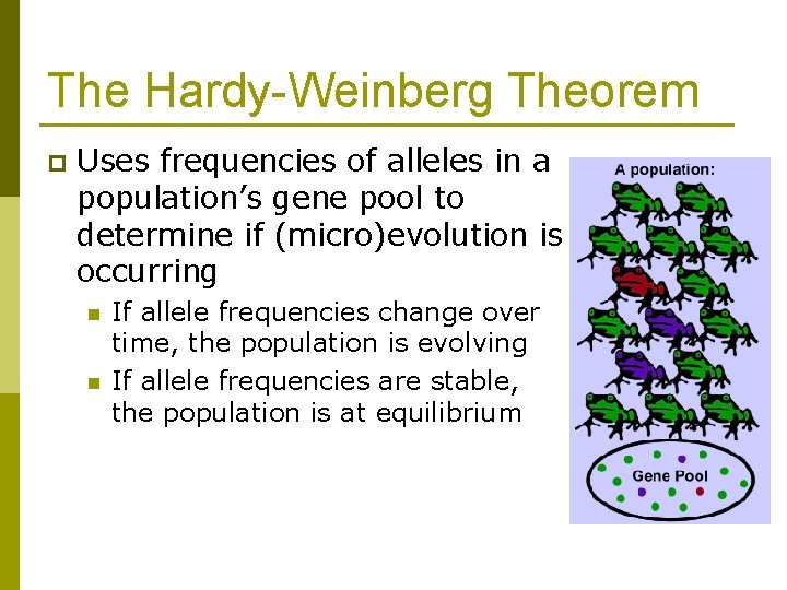 The Hardy-Weinberg Theorem p Uses frequencies of alleles in a population’s gene pool to