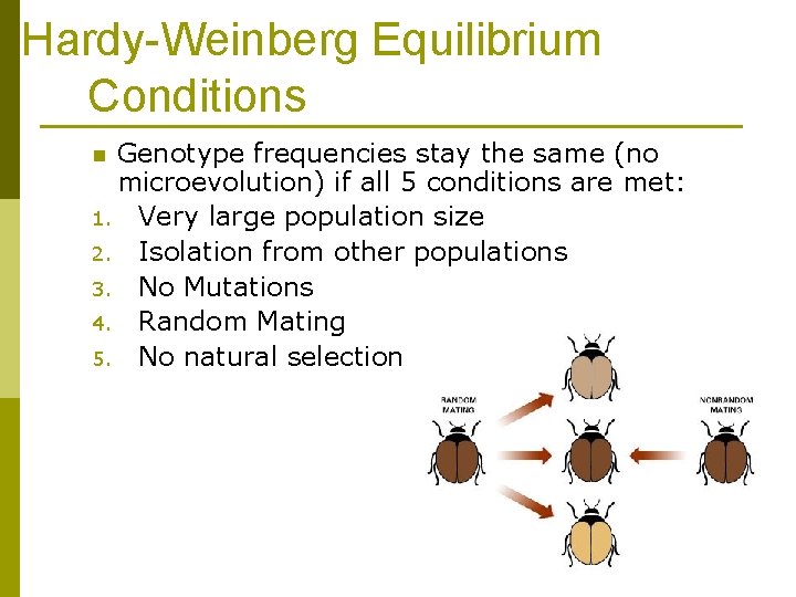Hardy-Weinberg Equilibrium Conditions Genotype frequencies stay the same (no microevolution) if all 5 conditions