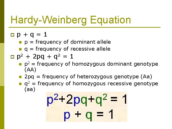 Hardy-Weinberg Equation p p+q=1 n n p p = frequency of dominant allele q