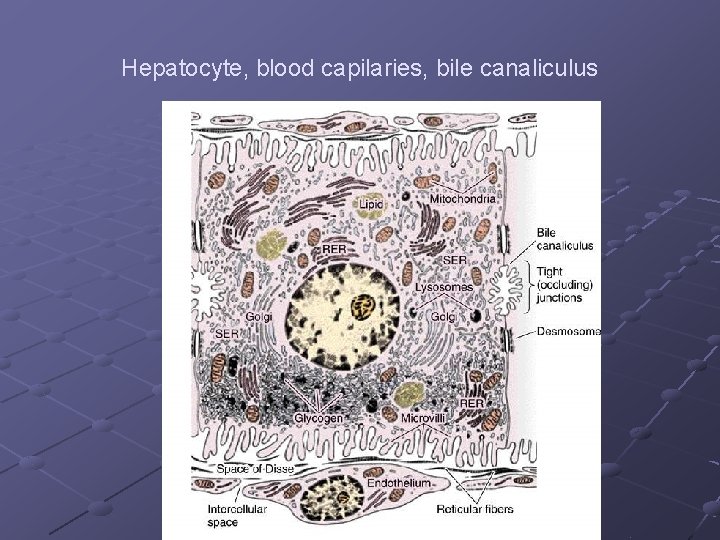 Hepatocyte, blood capilaries, bile canaliculus 