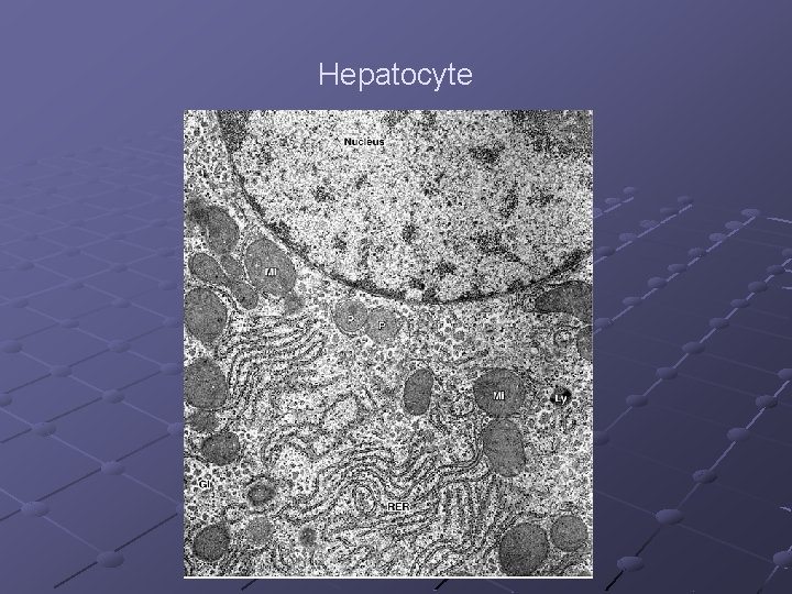 Hepatocyte 