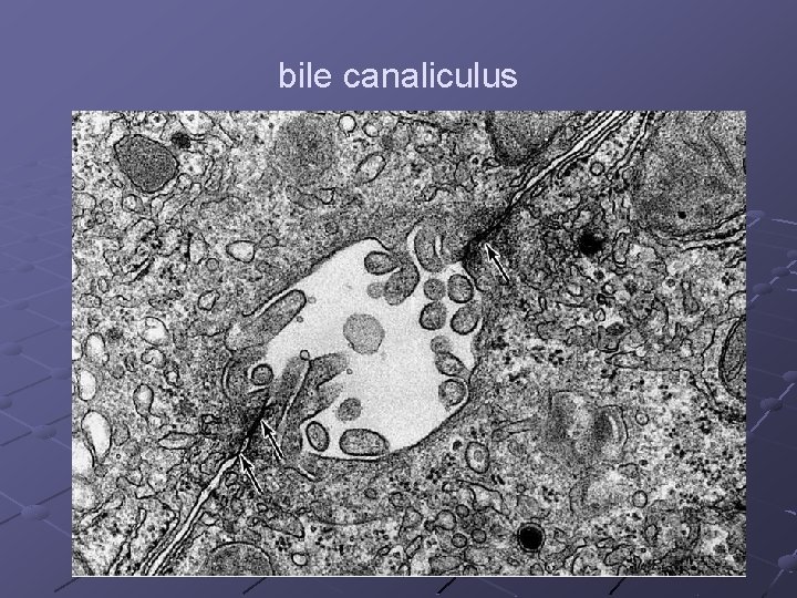 bile canaliculus 