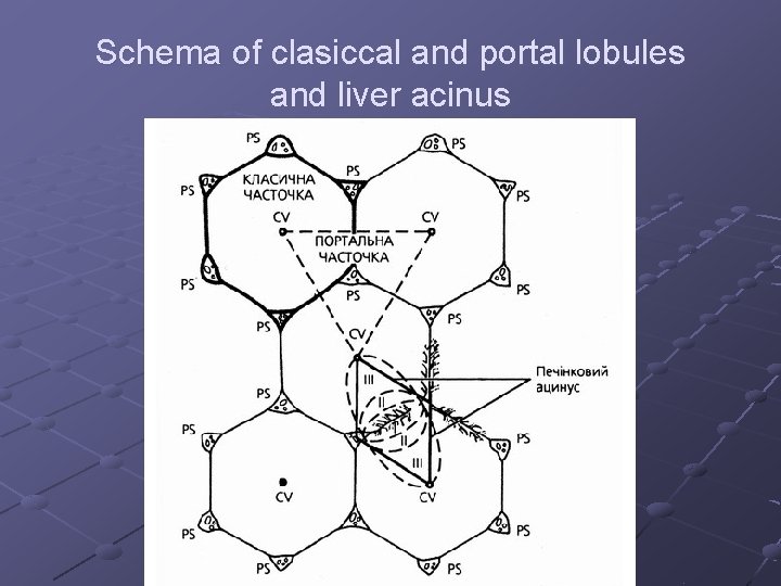 Schema of clasiccal and portal lobules and liver acinus 