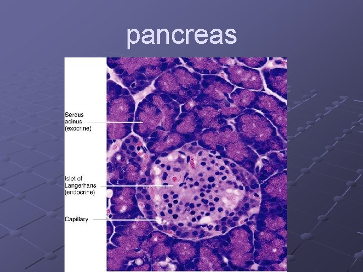 pancreas 