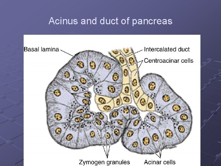 Acinus and duct of pancreas 