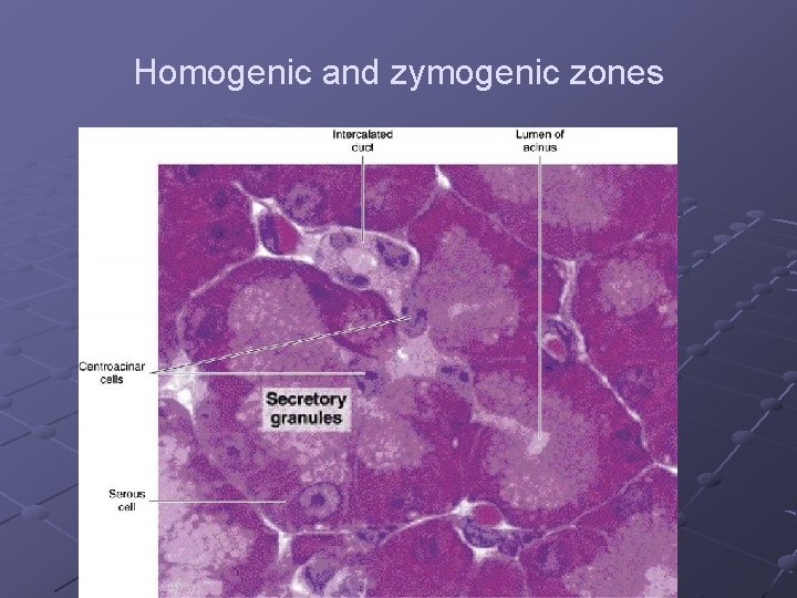 Homogenic and zymogenic zones 