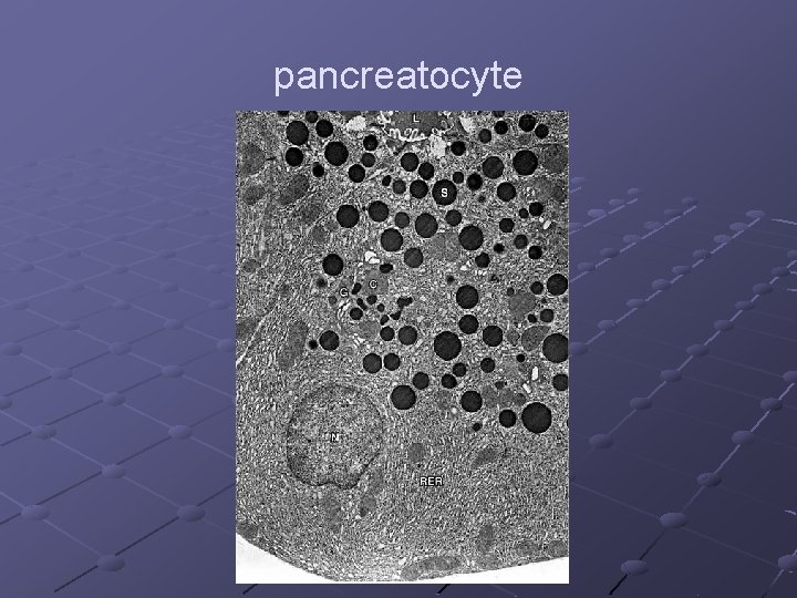 pancreatocyte 
