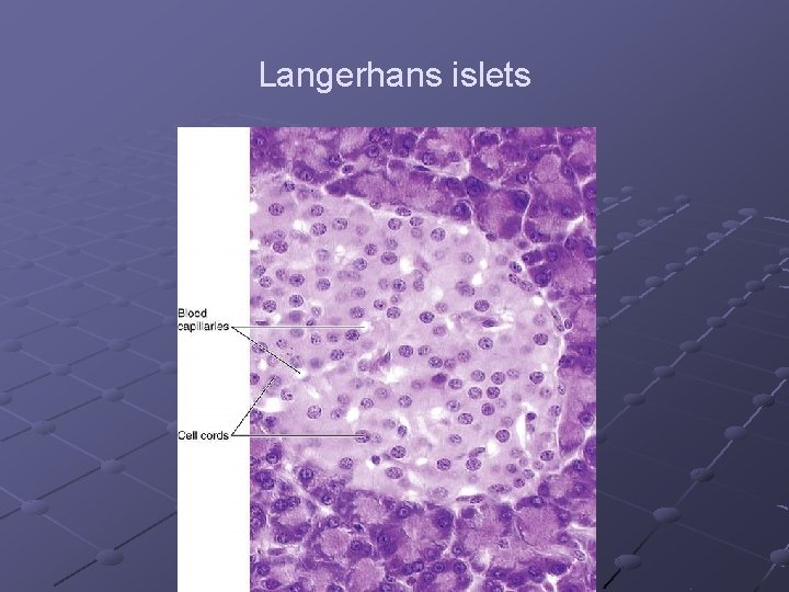 Langerhans islets 