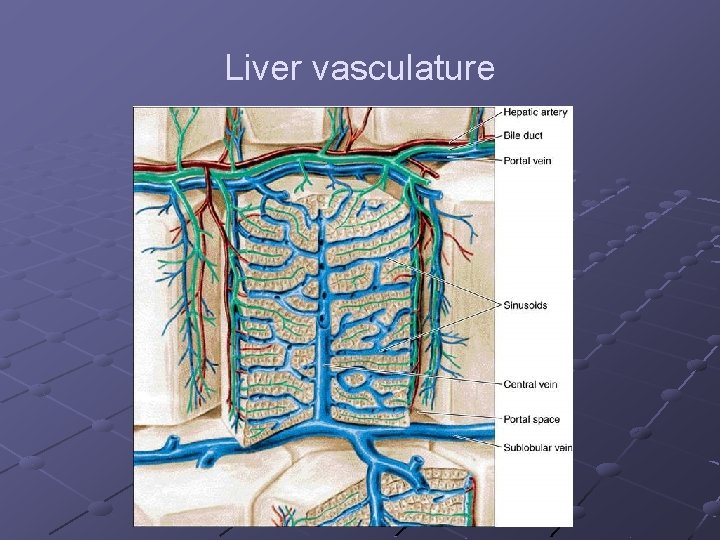 Liver vasculature 