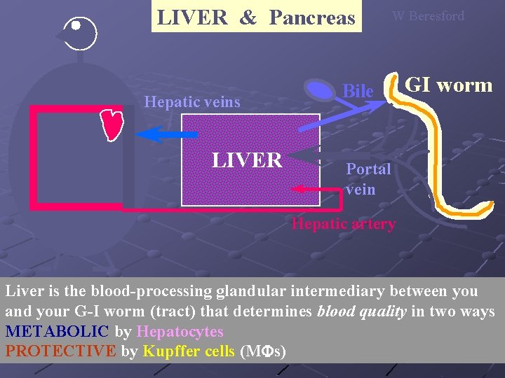 LIVER & Pancreas Hepatic veins LIVER W Beresford Bile GI worm Portal vein Hepatic