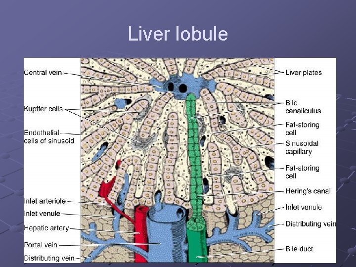 Liver lobule 