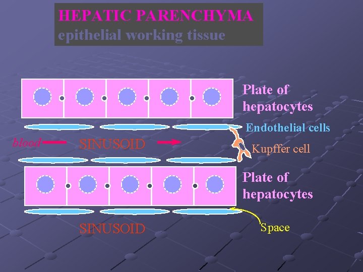 HEPATIC PARENCHYMA epithelial working tissue Plate of hepatocytes Endothelial cells blood SINUSOID Kupffer cell