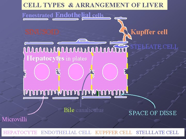 CELL TYPES & ARRANGEMENT OF LIVER Fenestrated Endothelial cells SINUSOID Kupffer cell STELLATE CELL