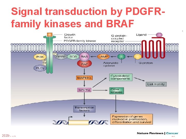 Signal transduction by PDGFRfamily kinases and BRAF 2020/11/4 29 