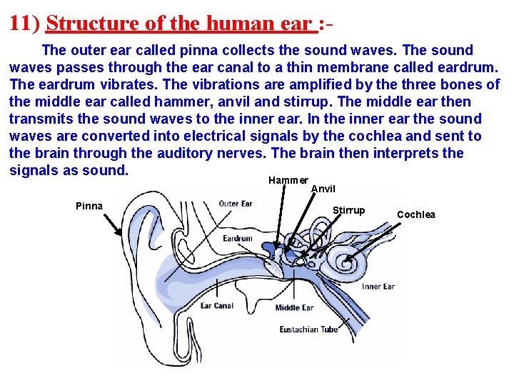 11) Structure of the human ear : The outer ear called pinna collects the
