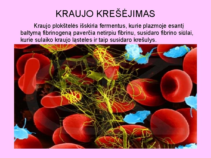 KRAUJO KREŠĖJIMAS Kraujo plokštelės išskiria fermentus, kurie plazmoje esantį baltymą fibrinogeną paverčia netirpiu fibrinu,