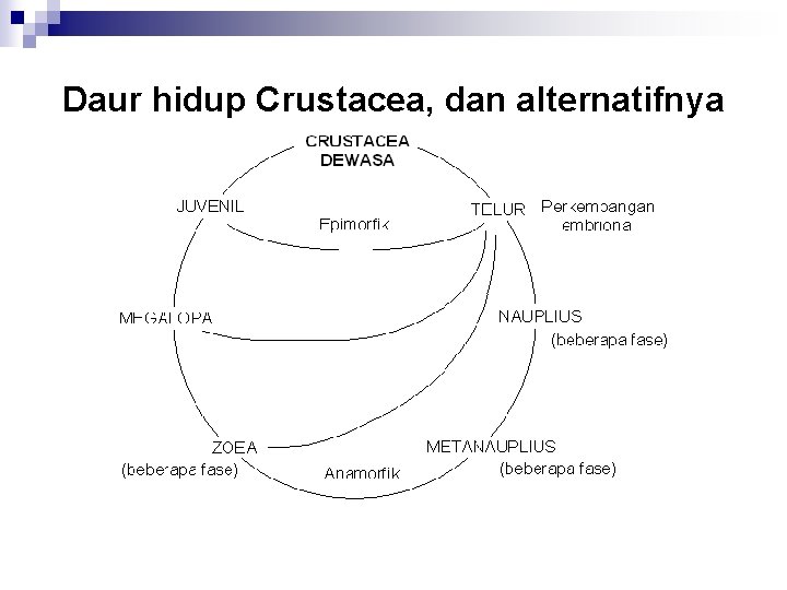 Daur hidup Crustacea, dan alternatifnya 