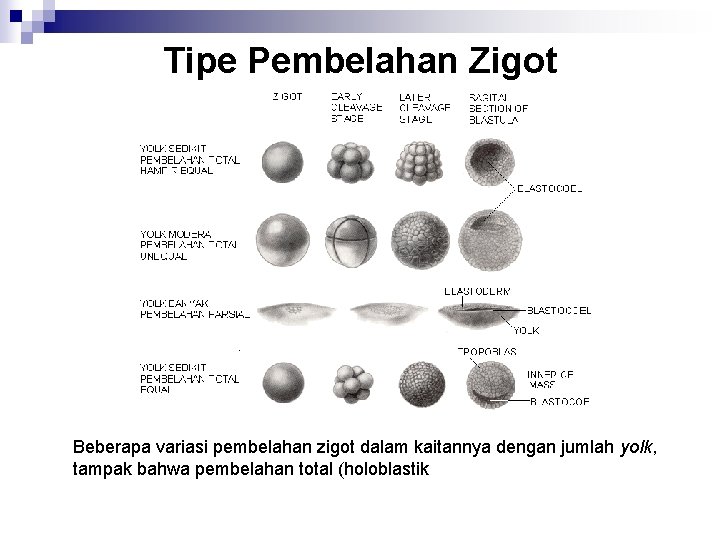 Tipe Pembelahan Zigot Beberapa variasi pembelahan zigot dalam kaitannya dengan jumlah yolk, tampak bahwa