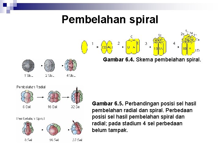 Pembelahan spiral Gambar 6. 4. Skema pembelahan spiral. Gambar 6. 5. Perbandingan posisi sel