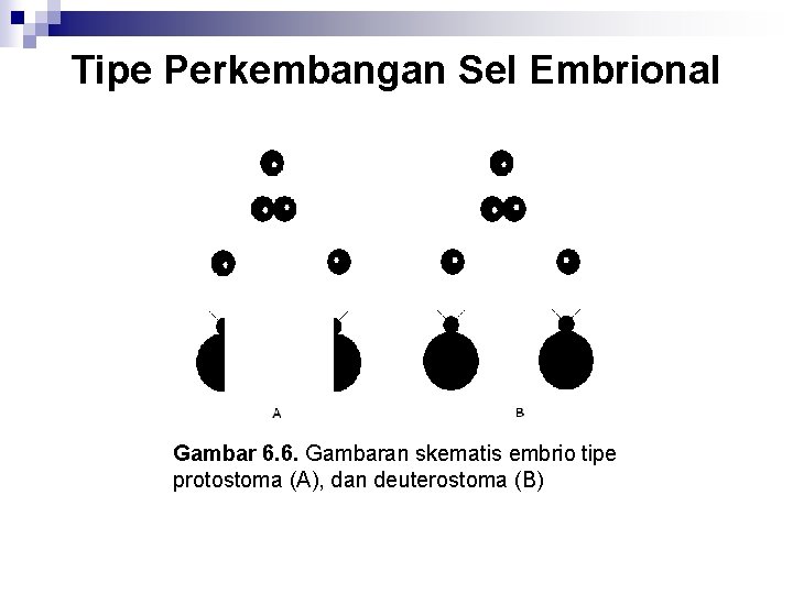 Tipe Perkembangan Sel Embrional Gambar 6. 6. Gambaran skematis embrio tipe protostoma (A), dan