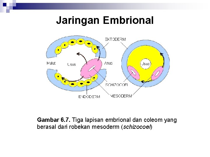 Jaringan Embrional Gambar 6. 7. Tiga lapisan embrional dan coleom yang berasal dari robekan