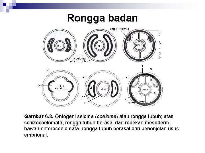 Rongga badan Gambar 6. 8. Ontogeni seloma (coelome) atau rongga tubuh; atas schizocoelomata, rongga