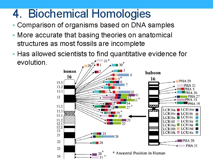 4. Biochemical Homologies • Comparison of organisms based on DNA samples • More accurate