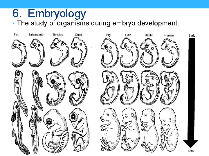 6. Embryology • The study of organisms during embryo development. 