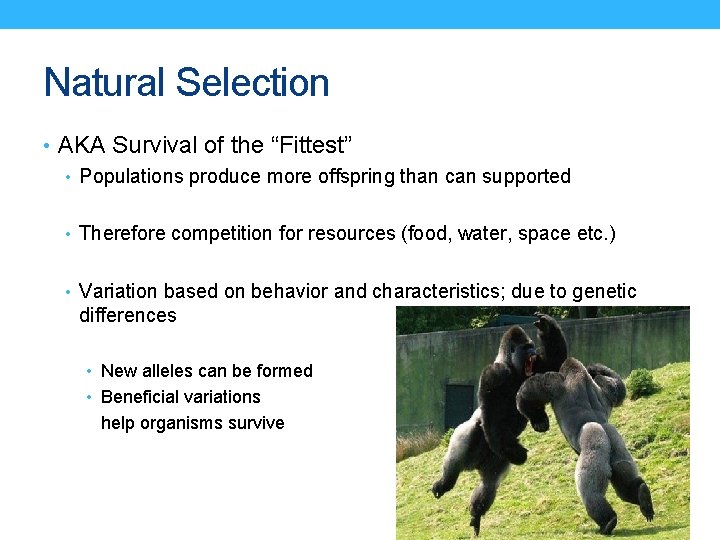 Natural Selection • AKA Survival of the “Fittest” • Populations produce more offspring than