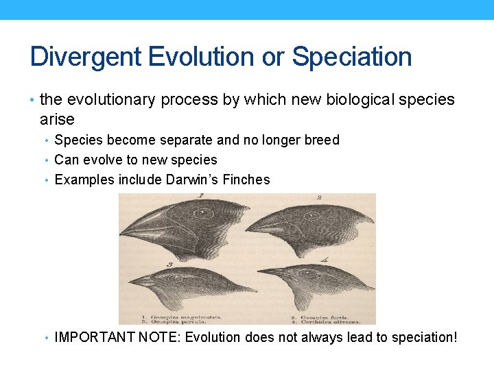 Divergent Evolution or Speciation • the evolutionary process by which new biological species arise