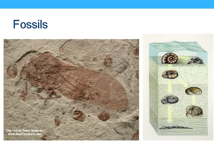 Fossils 