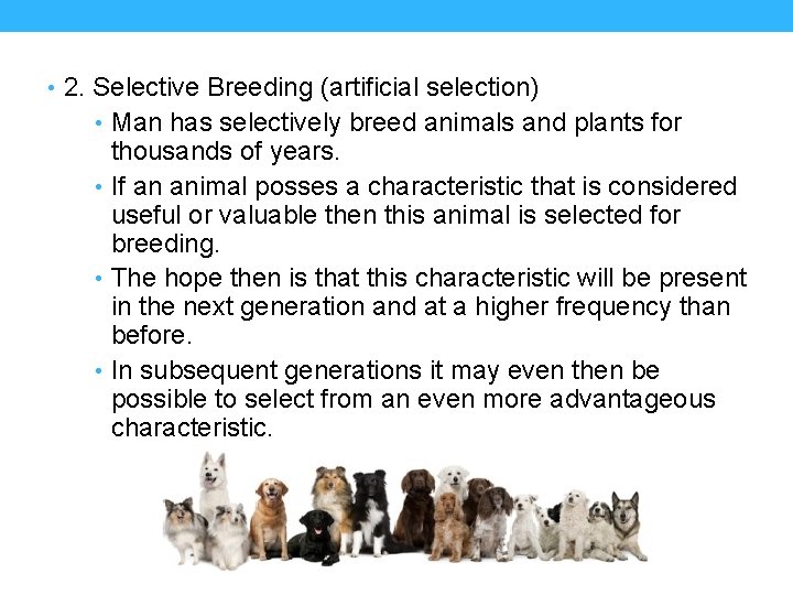  • 2. Selective Breeding (artificial selection) • Man has selectively breed animals and