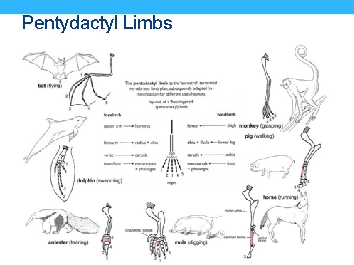 Pentydactyl Limbs 